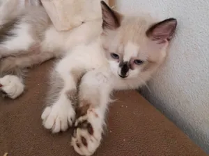 Gato raça SRD-ViraLata idade 2 a 6 meses nome Medinho