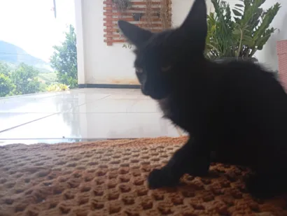 Gato raça SRD-ViraLata idade 2 a 6 meses nome Pantera 