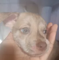 Cachorro ra a Pit-Bull idade 2 a 6 meses nome Tutu