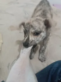 Cachorro ra a Pit-Bull idade 2 a 6 meses nome Wali