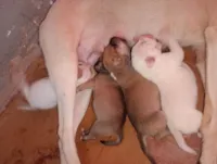 Cachorro ra a SRD-ViraLata idade 2 anos nome Branca