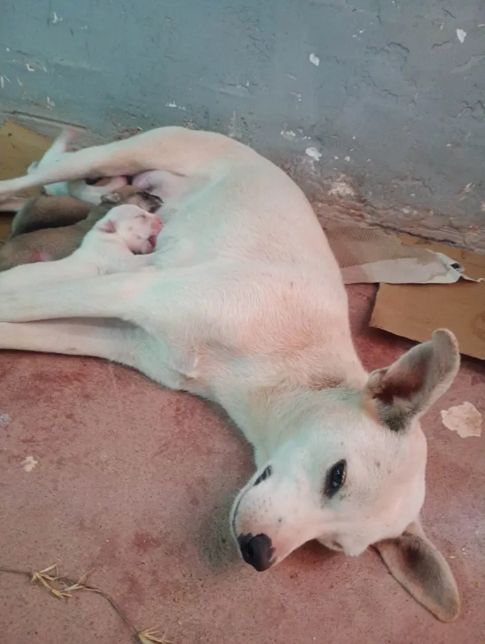 Cachorro ra a SRD-ViraLata idade 2 anos nome Branca