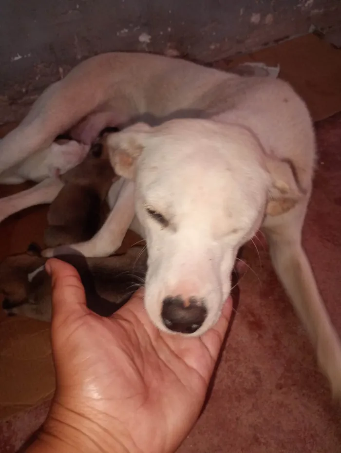 Cachorro ra a SRD-ViraLata idade 2 anos nome Branca