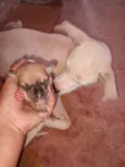 Cachorro ra a SRD-ViraLata idade 2 anos nome Branca