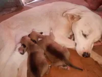 Cachorro ra a SRD-ViraLata idade 2 anos nome Branca