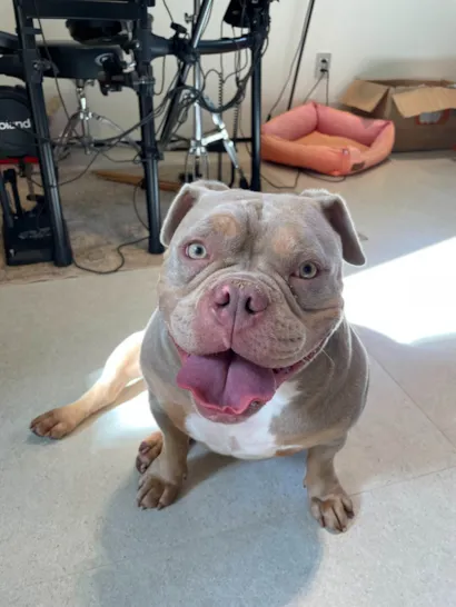 Cachorro ra a Pit-Bull idade 3 anos nome Margarete