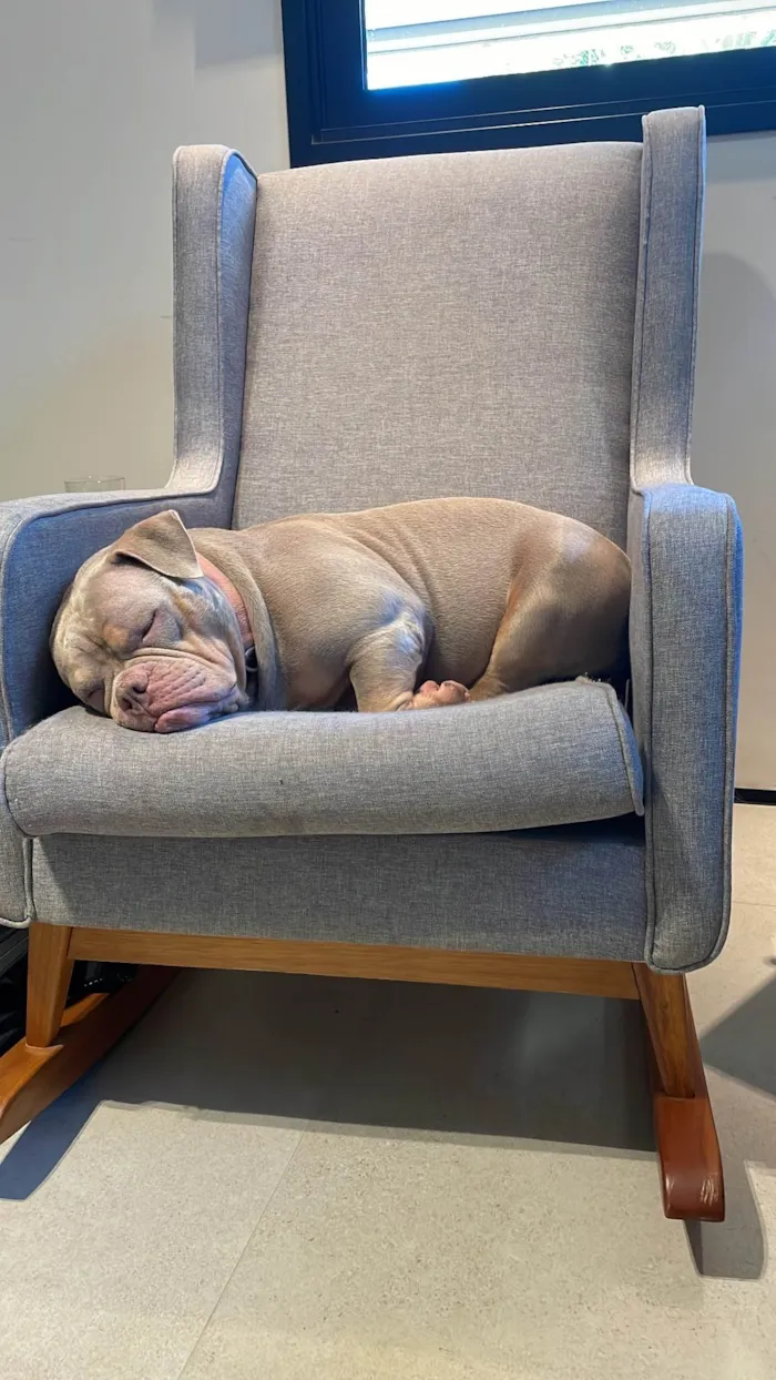 Cachorro ra a Pit-Bull idade 3 anos nome Margarete