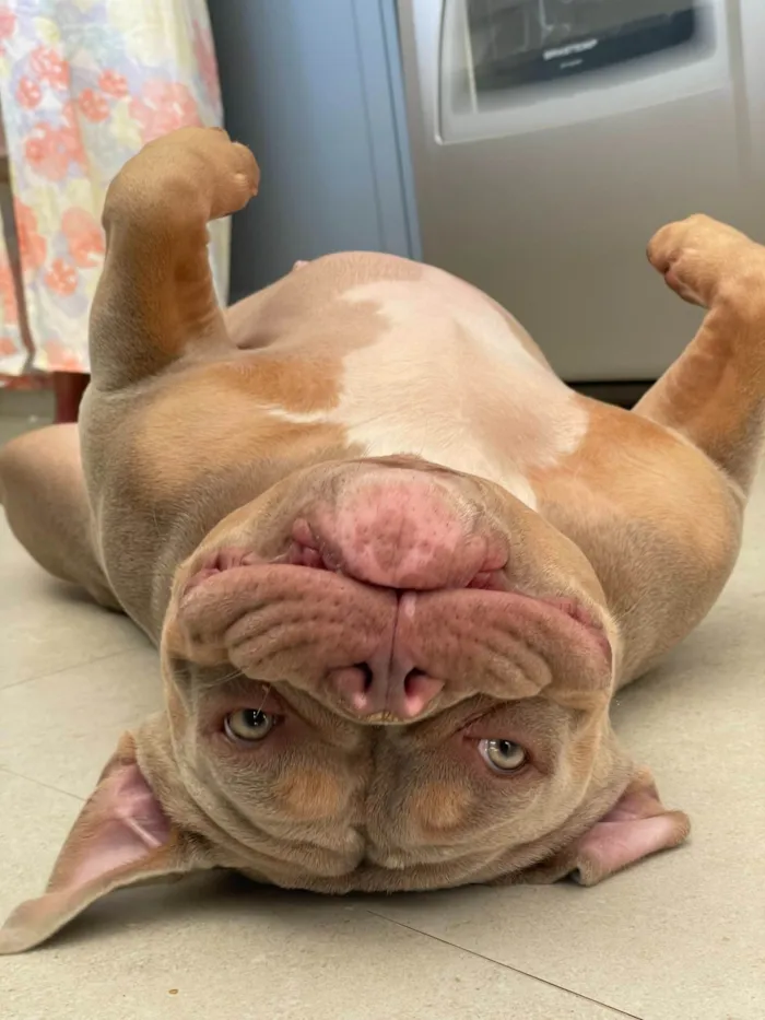 Cachorro ra a Pit-Bull idade 3 anos nome Margarete