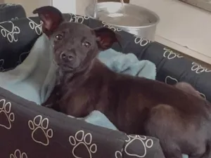 Cachorro raça SRD-ViraLata idade Abaixo de 2 meses nome Alana