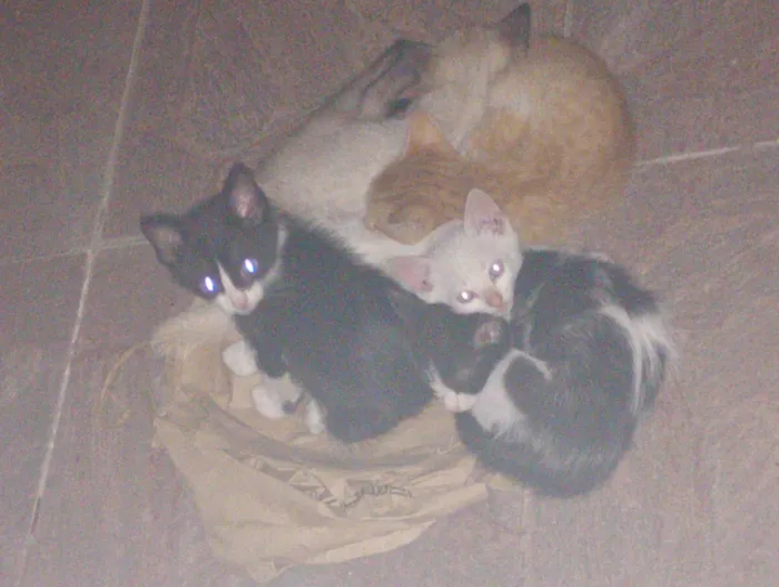 Gato ra a SRD-ViraLata idade 2 a 6 meses nome P. Antonio Vieira