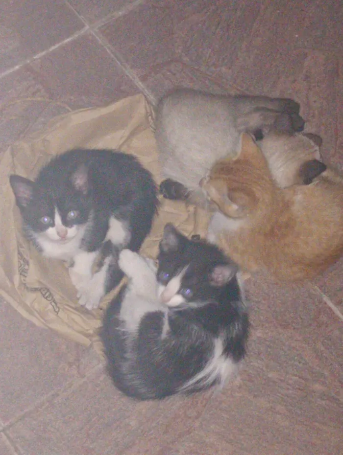 Gato ra a SRD-ViraLata idade 2 a 6 meses nome P. Antonio Vieira