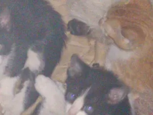 Gato raça SRD-ViraLata idade 2 a 6 meses nome P. Antonio Vieira