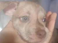 Cachorro raça Pit-Bull idade 2 a 6 meses nome Tutu
