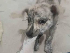 Cachorro raça Pit-Bull idade 2 a 6 meses nome Wali