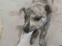 Cachorro raça Pit-Bull idade 2 a 6 meses nome Wali