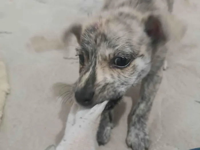 Cachorro ra a Pit-Bull idade 2 a 6 meses nome Wali