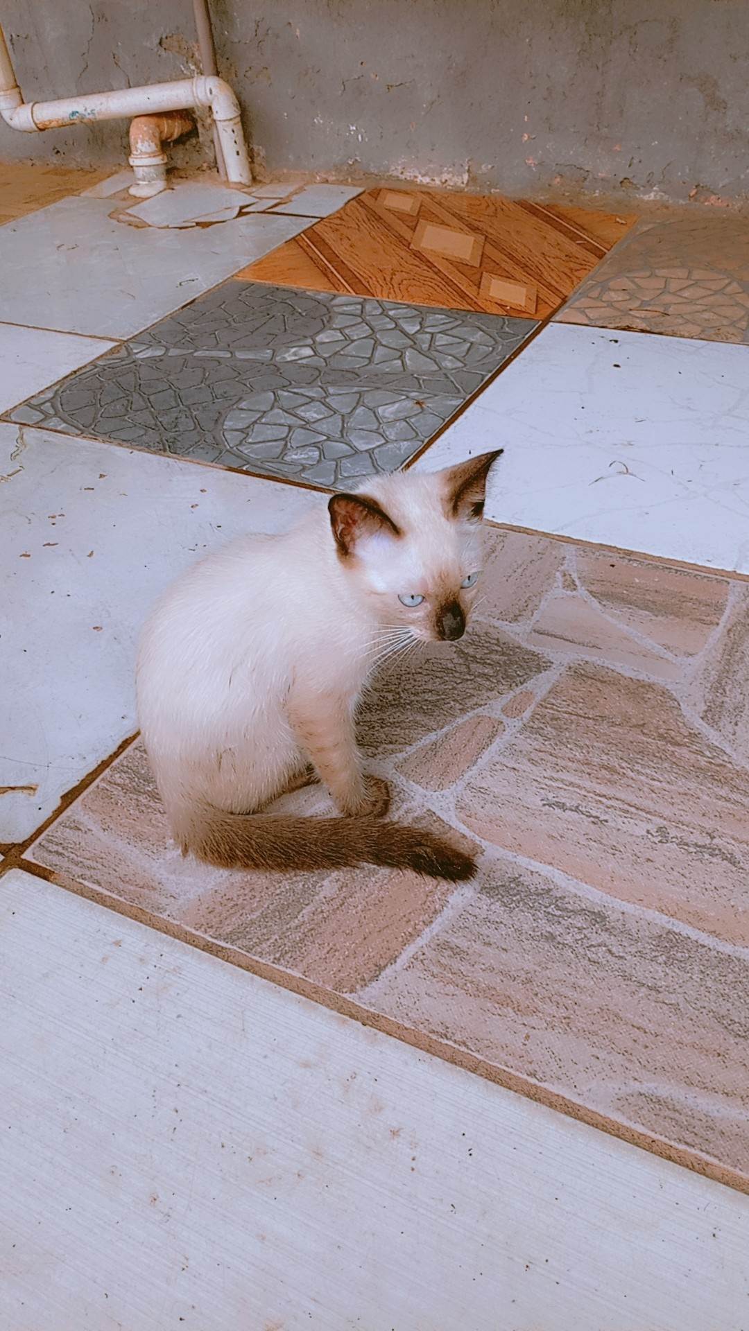 Gato ra a Siamês idade 2 a 6 meses nome No tiene nombre 