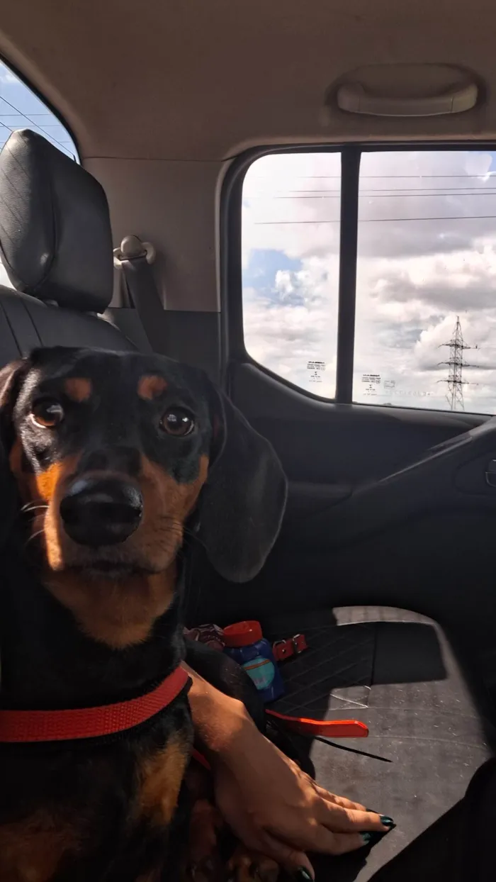 Cachorro ra a Basset-Cofap idade 7 a 11 meses nome Lunna