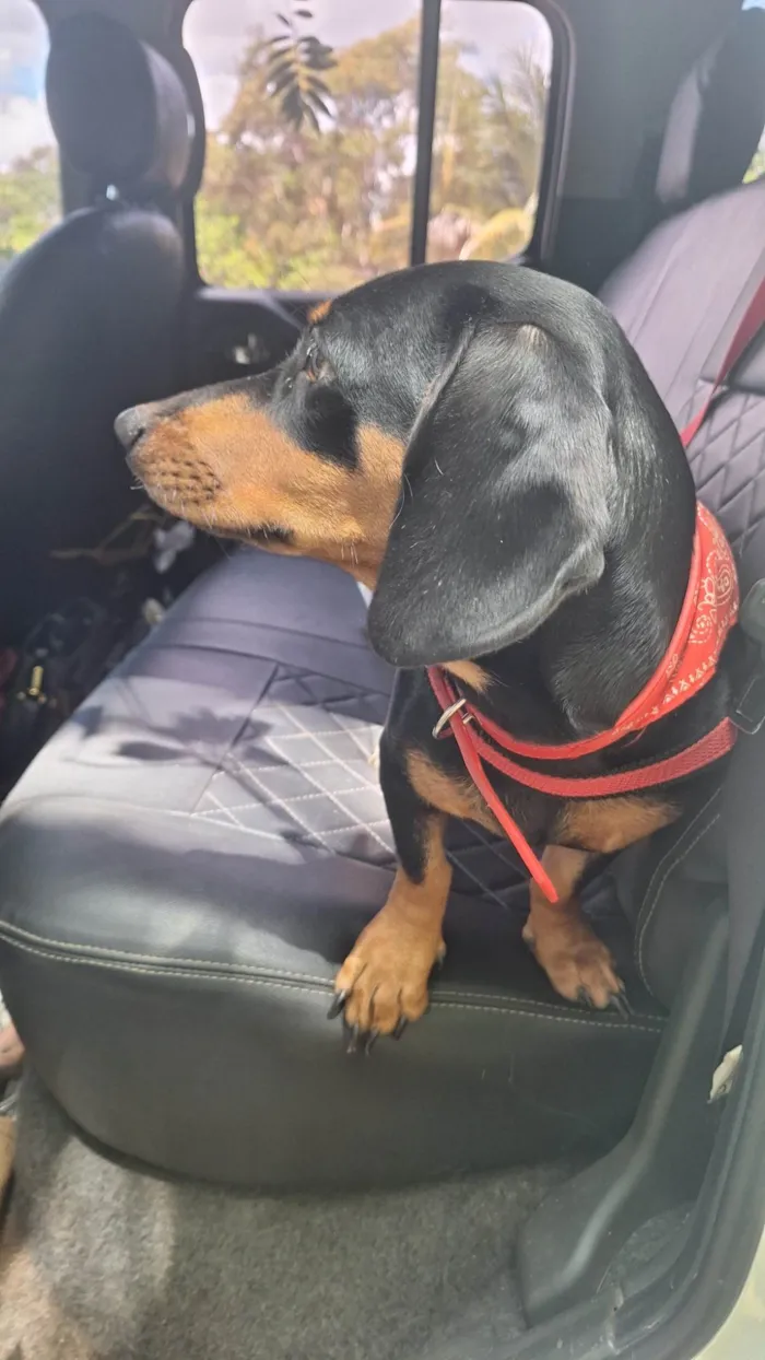 Cachorro ra a Basset-Cofap idade 7 a 11 meses nome Lunna