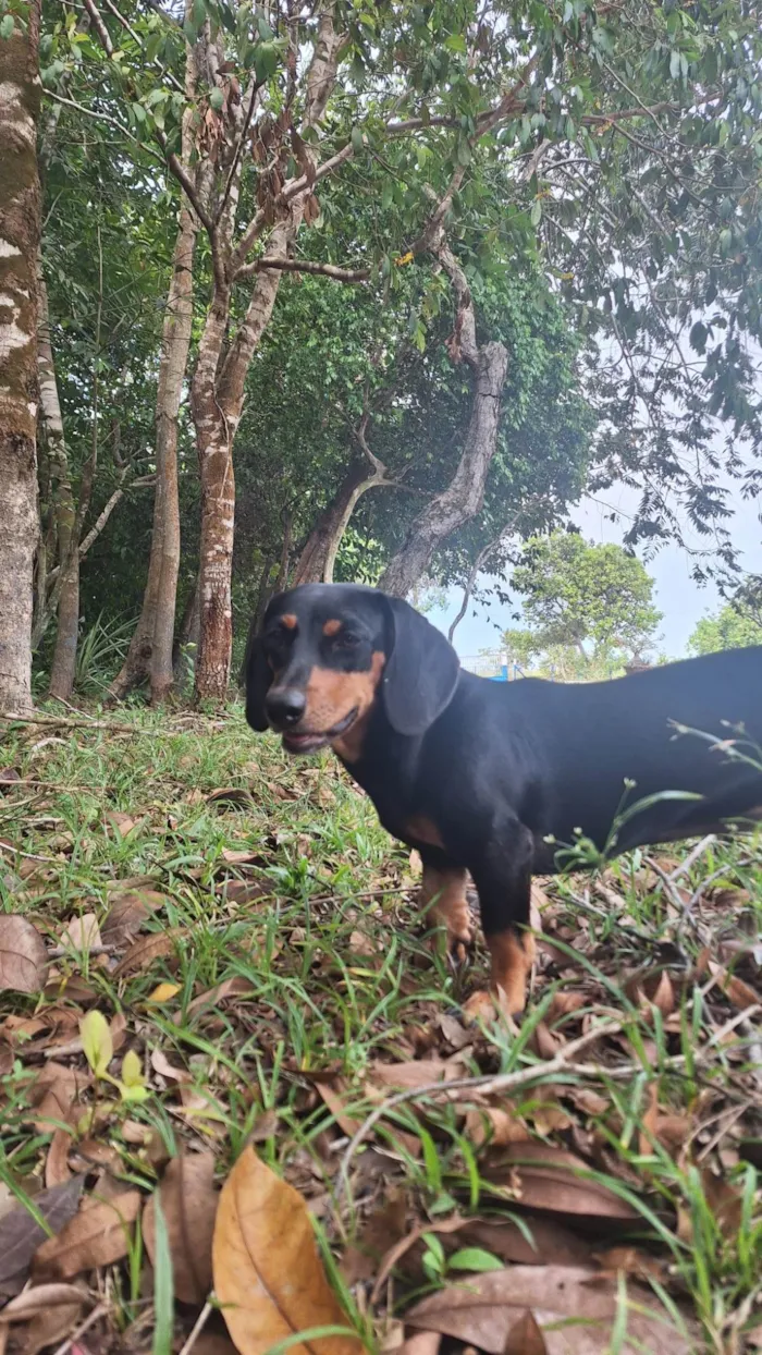 Cachorro ra a Basset-Cofap idade 7 a 11 meses nome Lunna