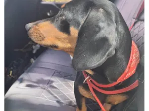 Cachorro raça Basset-Cofap idade 7 a 11 meses nome Lunna