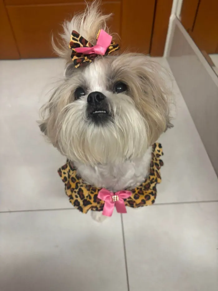Cachorro ra a Shitzu idade 6 ou mais anos nome Dolly