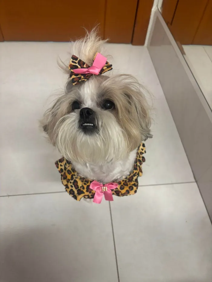 Cachorro ra a Shitzu idade 6 ou mais anos nome Dolly