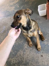 Cachorro ra a SRD-ViraLata idade 2 a 6 meses nome Paçoca 