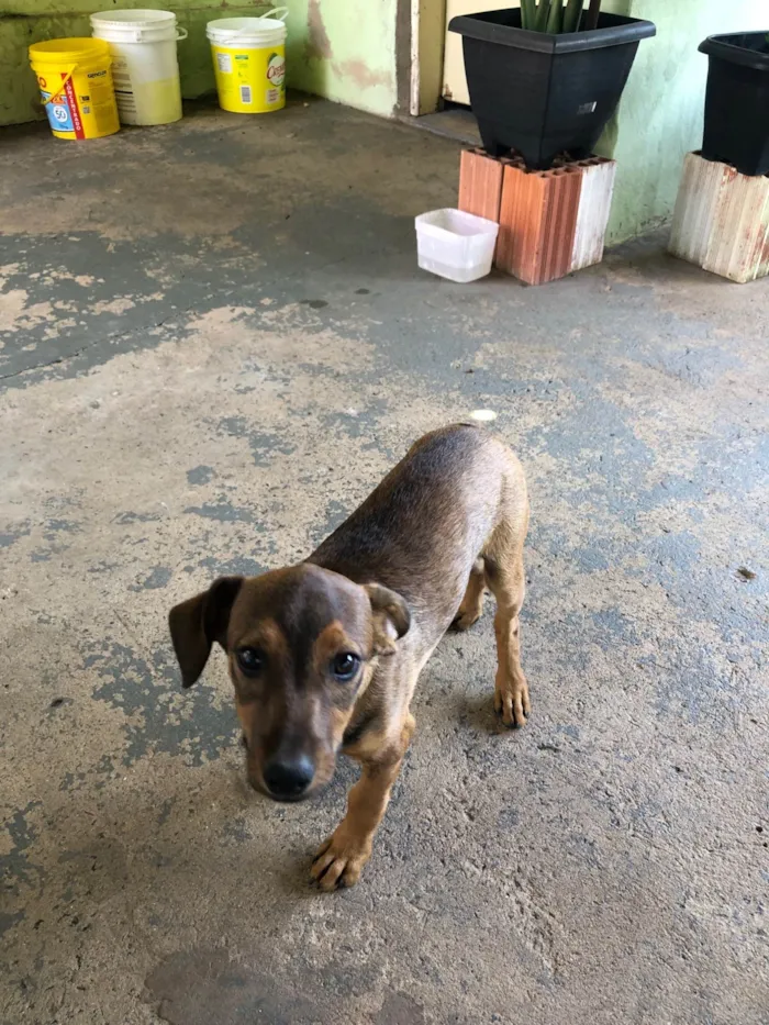 Cachorro ra a SRD-ViraLata idade 2 a 6 meses nome Paçoca 