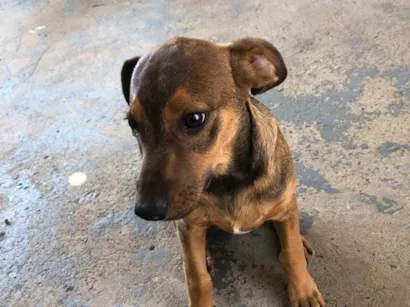 Cachorro ra a SRD-ViraLata idade 2 a 6 meses nome Paçoca 