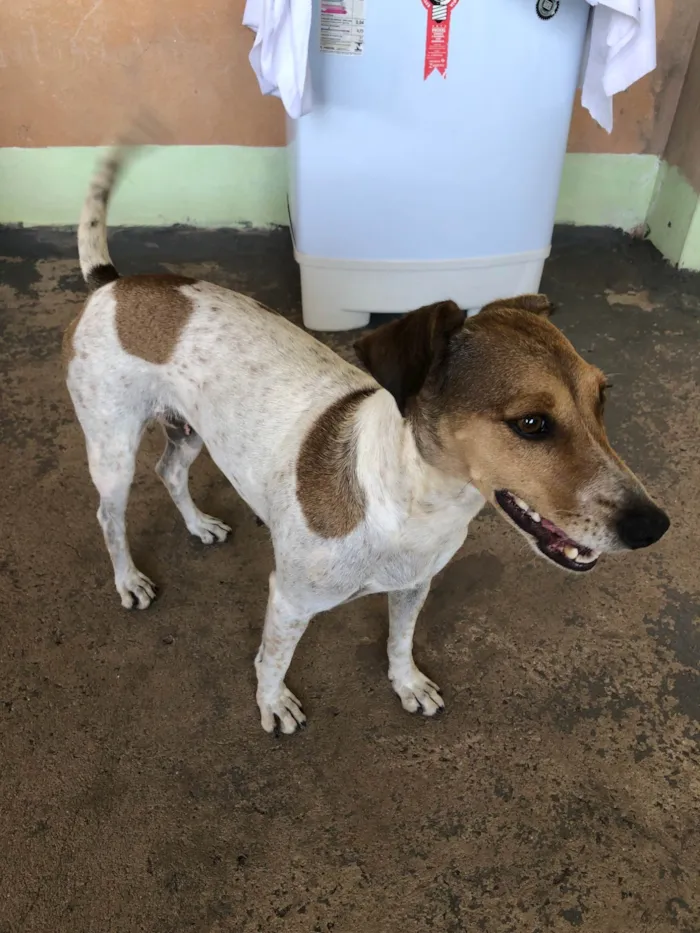 Cachorro ra a SRD-ViraLata idade 5 anos nome Luna