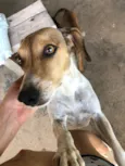 Cachorro ra a SRD-ViraLata idade 5 anos nome Luna