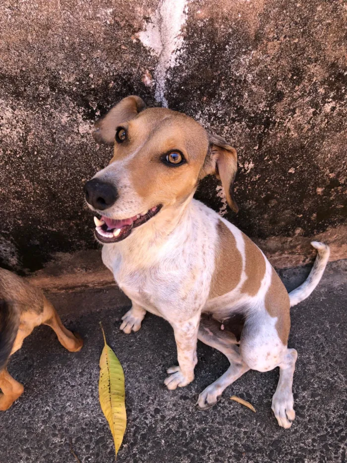 Cachorro ra a SRD-ViraLata idade 5 anos nome Luna