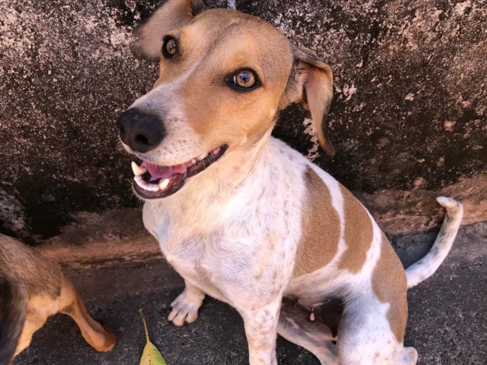 Cachorro ra a SRD-ViraLata idade 5 anos nome Luna