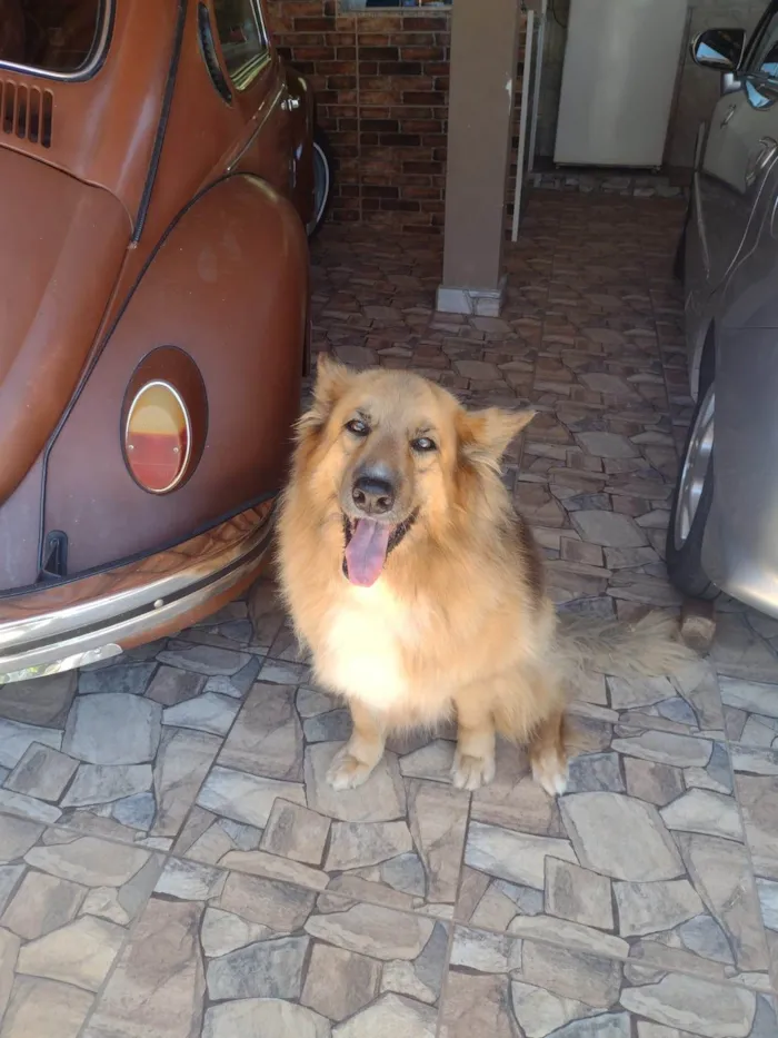 Cachorro ra a Pastor Alemão idade 6 ou mais anos nome Lessie