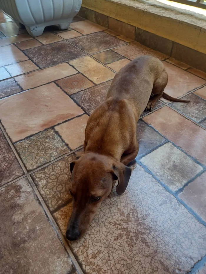 Cachorro ra a Basset-Cofap idade 4 anos nome Nico