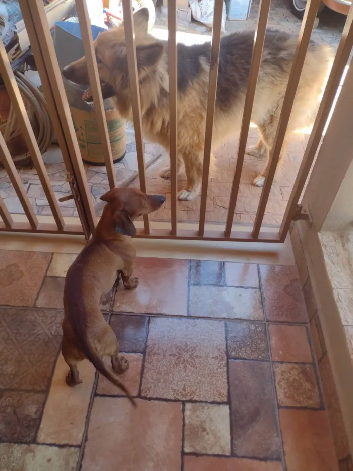 Cachorro ra a Basset-Cofap idade 4 anos nome Nico