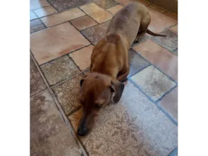 Cachorro raça Basset-Cofap idade 4 anos nome Nico