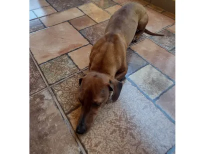 Cachorro raça Basset-Cofap idade 4 anos nome Nico