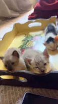 3 gatinhos 