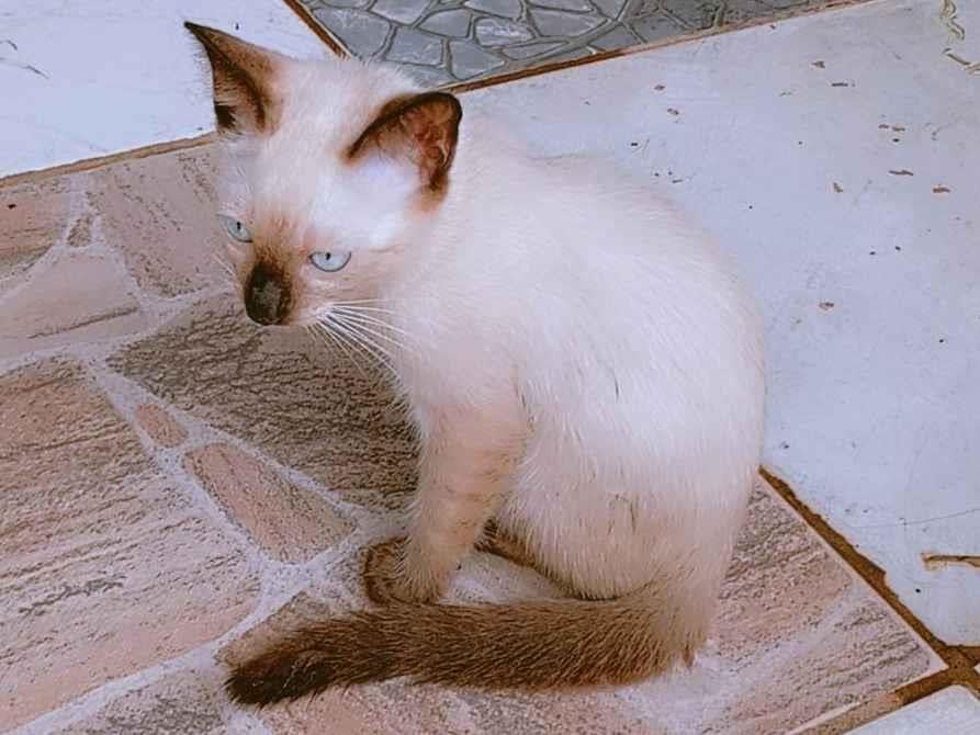 Gato ra a Siamês idade 2 a 6 meses nome No tiene nombre 