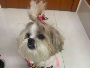 Cachorro raça Shitzu idade 6 ou mais anos nome Dolly
