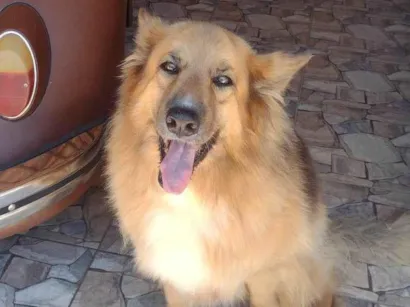 Cachorro raça Pastor Alemão idade 6 ou mais anos nome Lessie