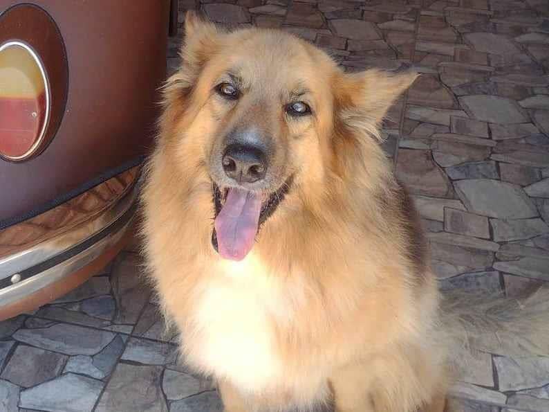 Cachorro ra a Pastor Alemão idade 6 ou mais anos nome Lessie