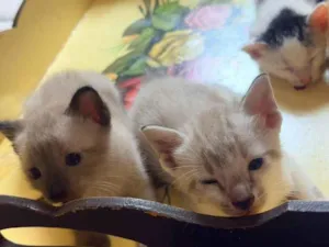 Gato raça SRD-ViraLata idade Abaixo de 2 meses nome 3 gatinhos 