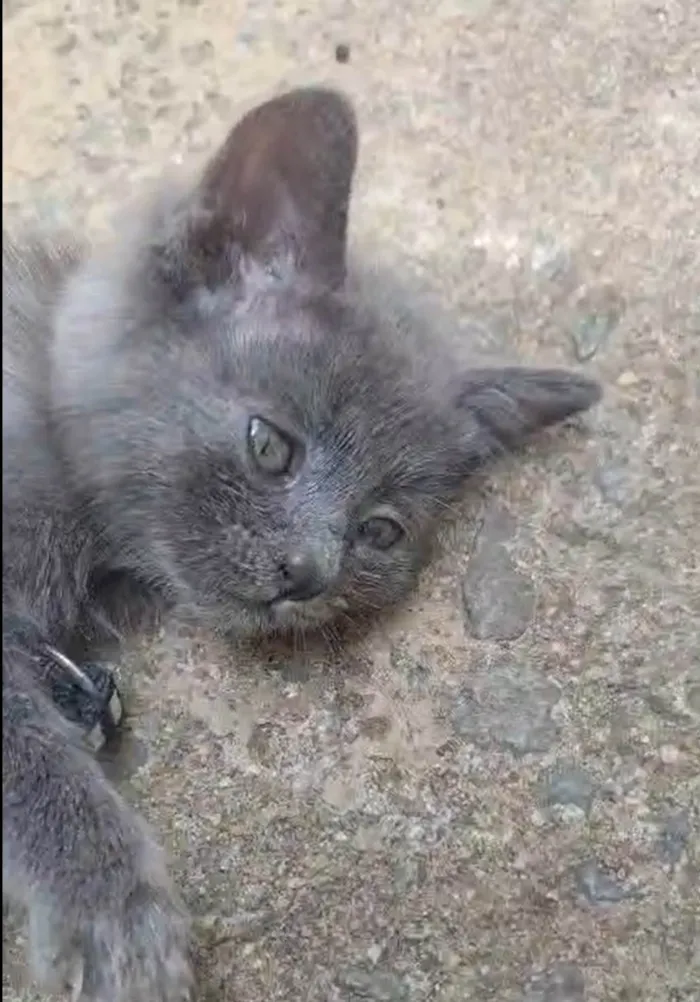 Gato ra a Exótico idade 2 a 6 meses nome Gato Cinza tipo Russian Blue 2 meses filhote NAO ARRISCO NAO MEDROSO LINDO