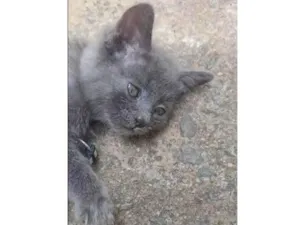 Gato ra a Exótico idade 2 a 6 meses nome Gato Cinza tipo Russian Blue 2 meses filhote NAO ARRISCO NAO MEDROSO LINDO