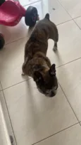 Cachorro ra a Bulldog idade 6 ou mais anos nome Sem