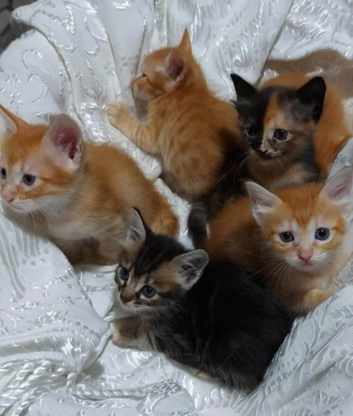 Gato ra a SRD-ViraLata idade Abaixo de 2 meses nome Gatos e Gatas
