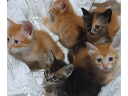 Gato raça SRD-ViraLata idade Abaixo de 2 meses nome Gatos e Gatas